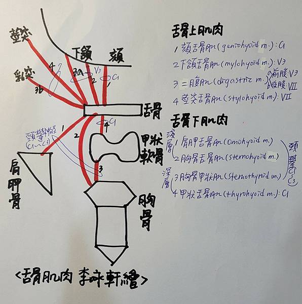 舌骨肌肉.jpg