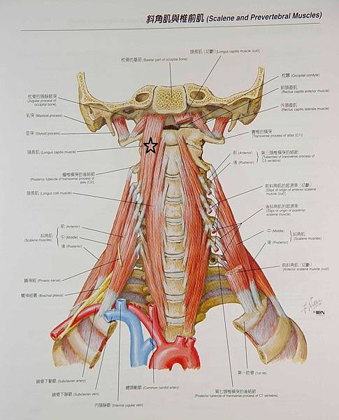 斜角肌與椎前肌2.jpg