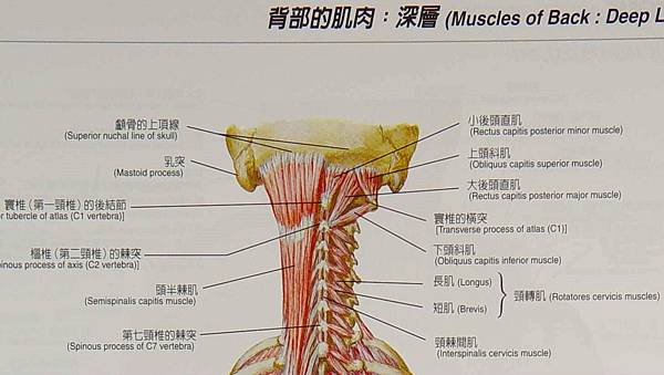 枕骨下肌肉1.jpg