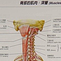 枕骨下肌肉1.jpg