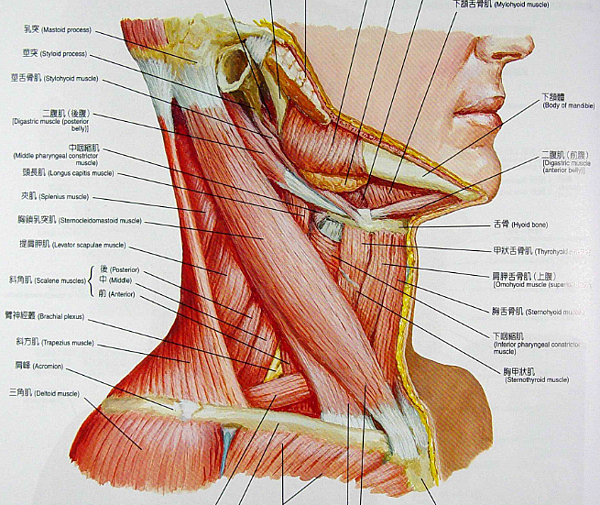 胸索乳突肌.png