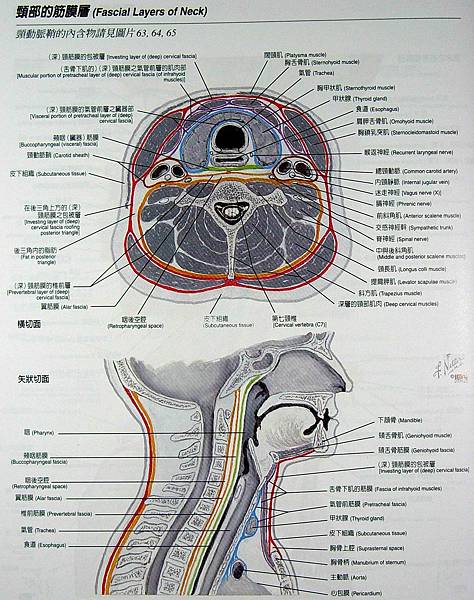 頸部深筋膜1.jpg