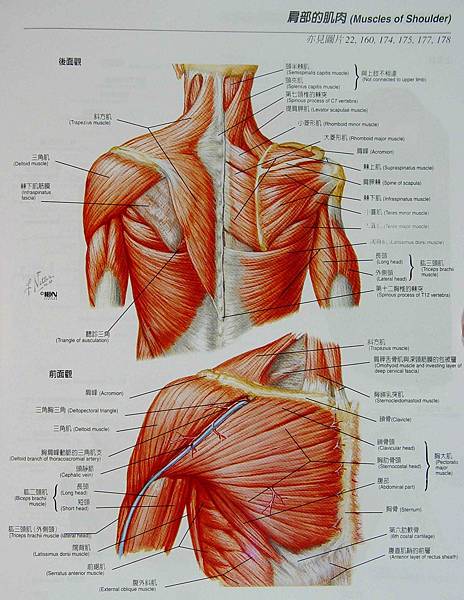 肩部的肌肉.jpg