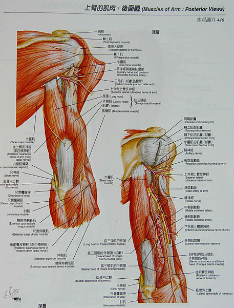 上臂肌肉後.png