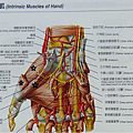 手部肌肉外側.png