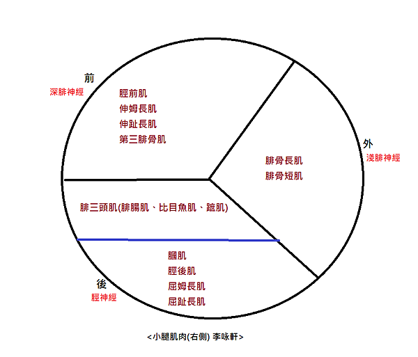 小腿肌肉簡圖.png