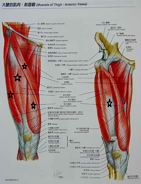 大腿前側肌肉.png