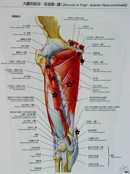 大腿前側肌肉2.png