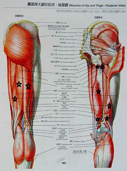大腿後側肌肉.png