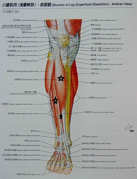 小腿前側肌肉.png