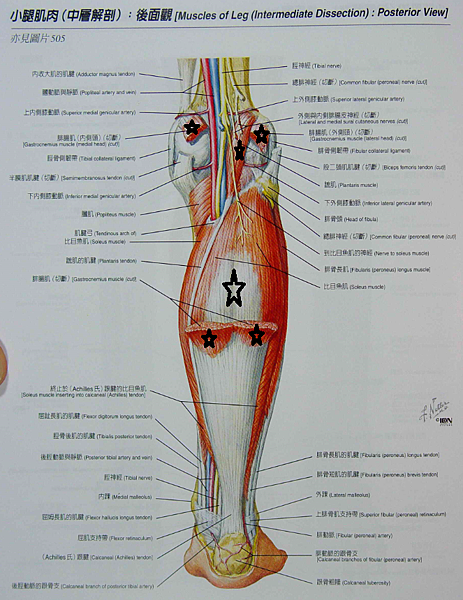 小腿後側肌肉(中層)1.png