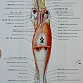 小腿後側肌肉(中層)1.png