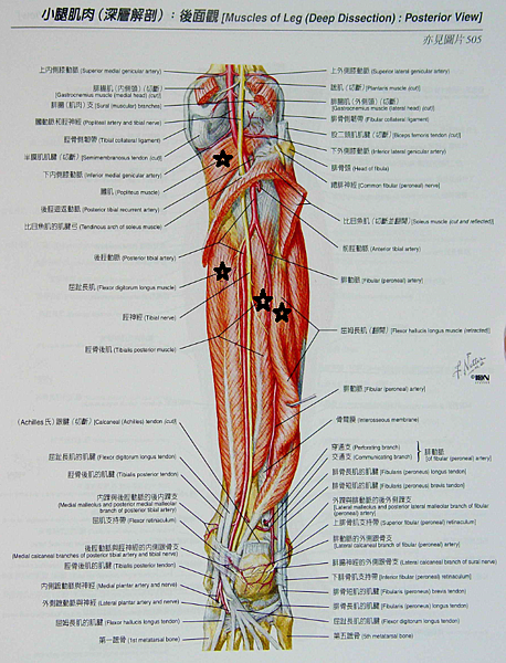 小腿後側肌肉(深層)2.png