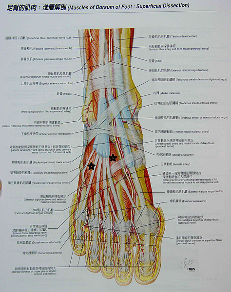 足背肌肉.png