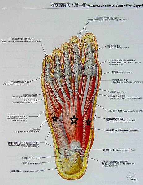 足底肌肉第一層.png