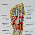 足底肌肉第一層.png