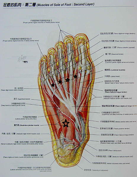 足底肌肉第二層.png