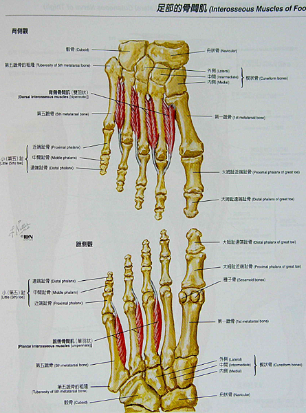 足部骨間肌.png