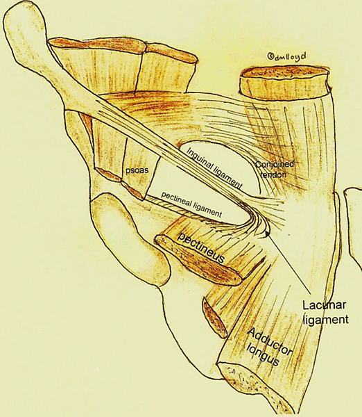 髖部韌帶.png