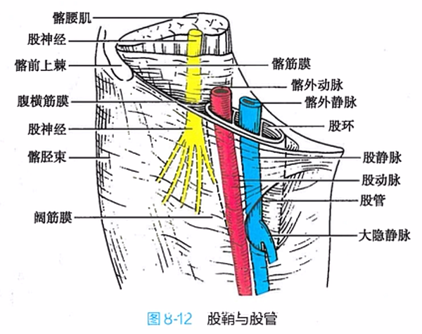 股鞘與股管.png