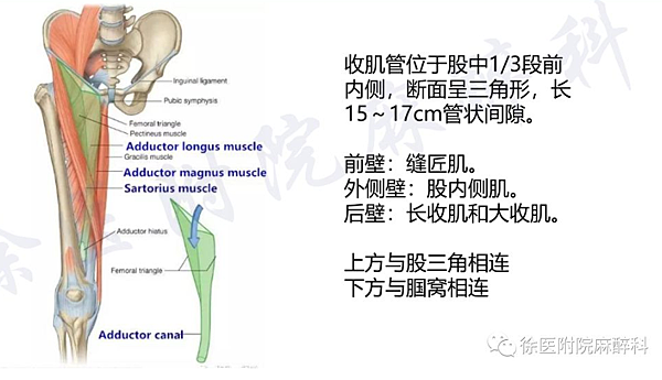 內收肌管.png