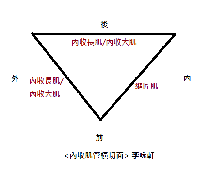 內收肌管橫切面.png