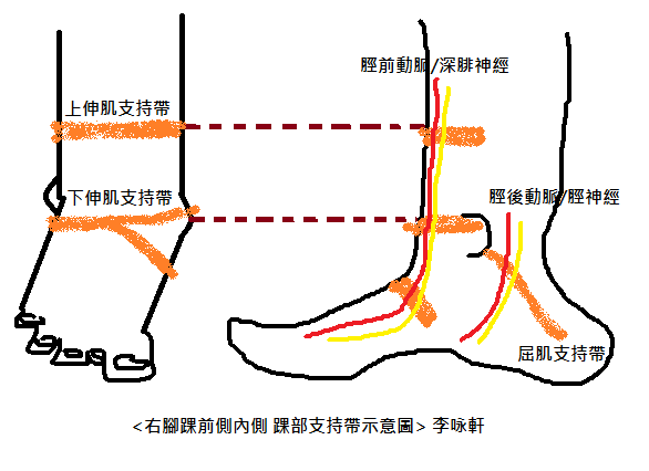 踝部支持帶1.png