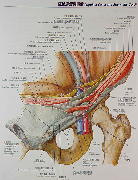 腹股溝與精索.png