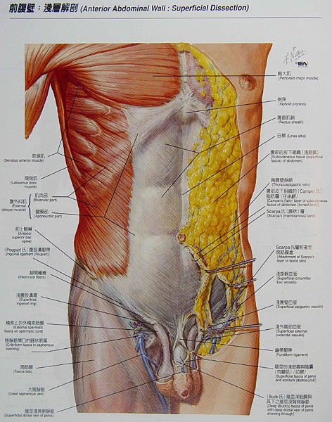 前腹壁淺層解剖.png