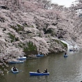 東京櫻花