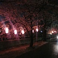 夜の桜