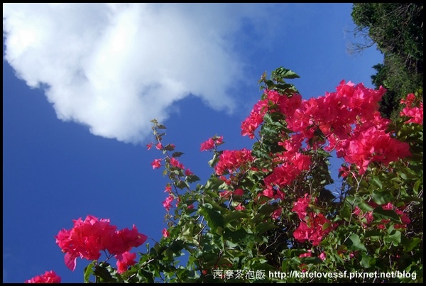 藍天白雲與紅花