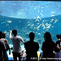 沖繩美之海水族館超有名，遊客超多