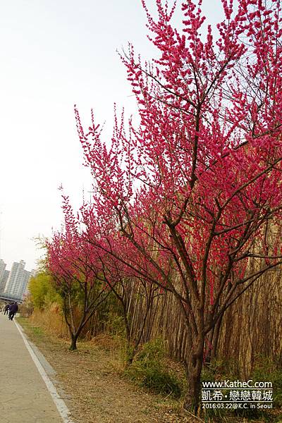 清溪川