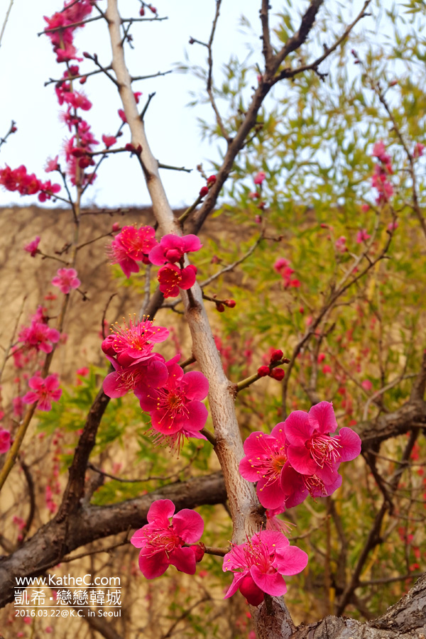 清溪川