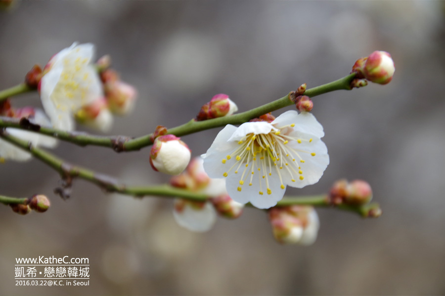 清溪川