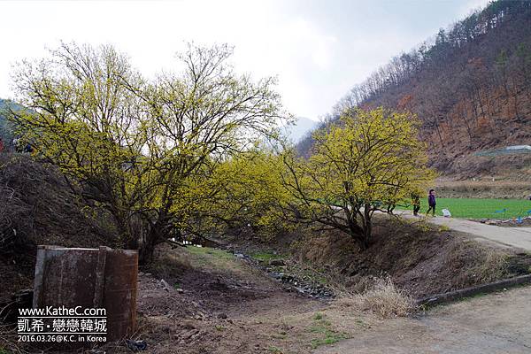 山茱萸景色