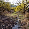 山茱萸景色