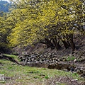 山茱萸景色