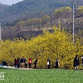 山茱萸景色