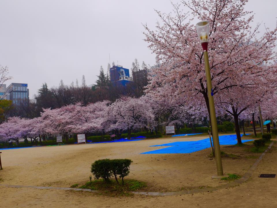 20150401大阪韌公園.jpg