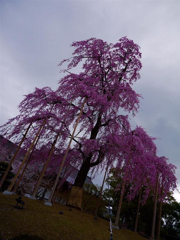 20150401滿開的東寺 (2).jpg