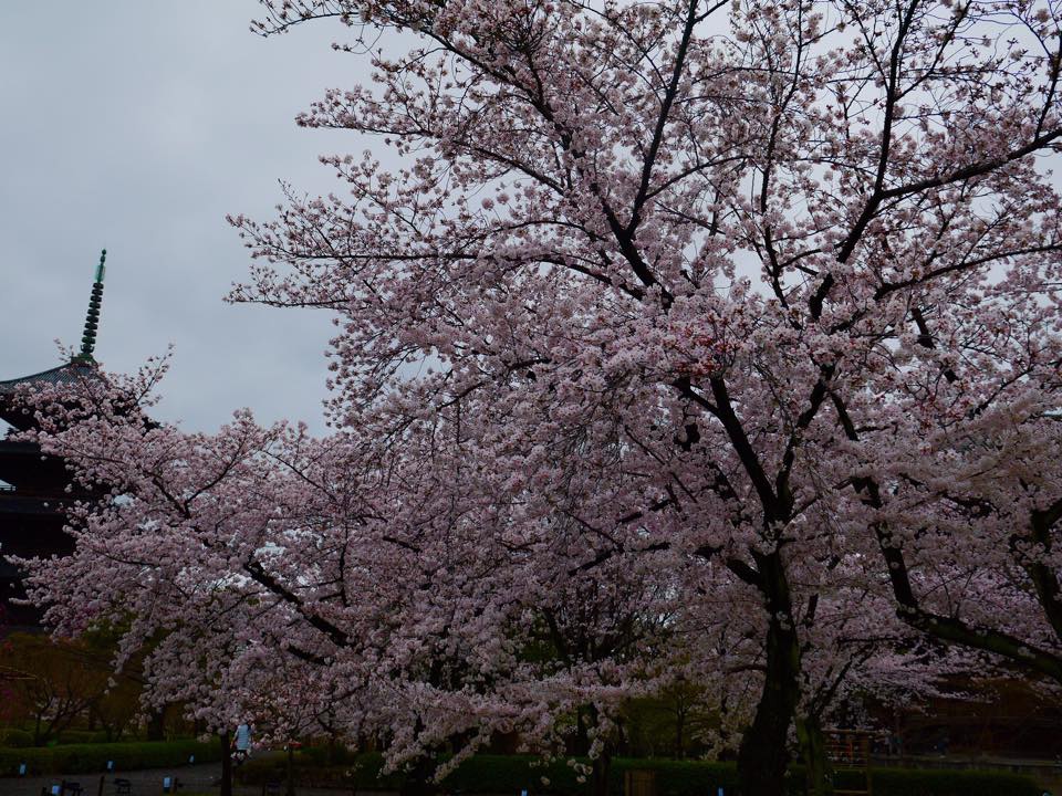 20150401滿開的東寺 (4).jpg