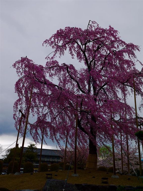 20150401滿開的東寺 (53).jpg