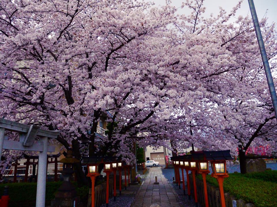 20150401爆開的六孫王神社 (1).jpg