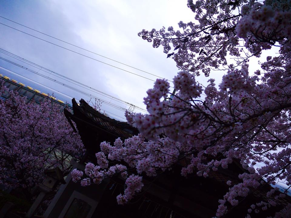 20150401爆開的六孫王神社 (5).jpg