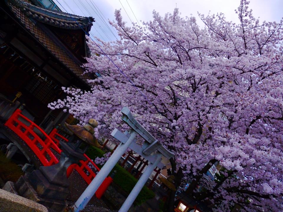 20150401爆開的六孫王神社 (9).jpg