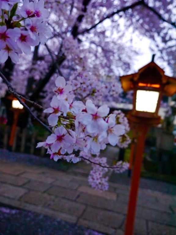 20150401爆開的六孫王神社 (11).jpg