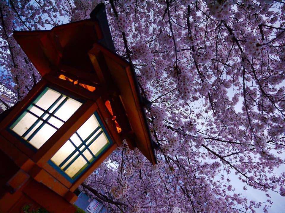 20150401爆開的六孫王神社 (19).jpg