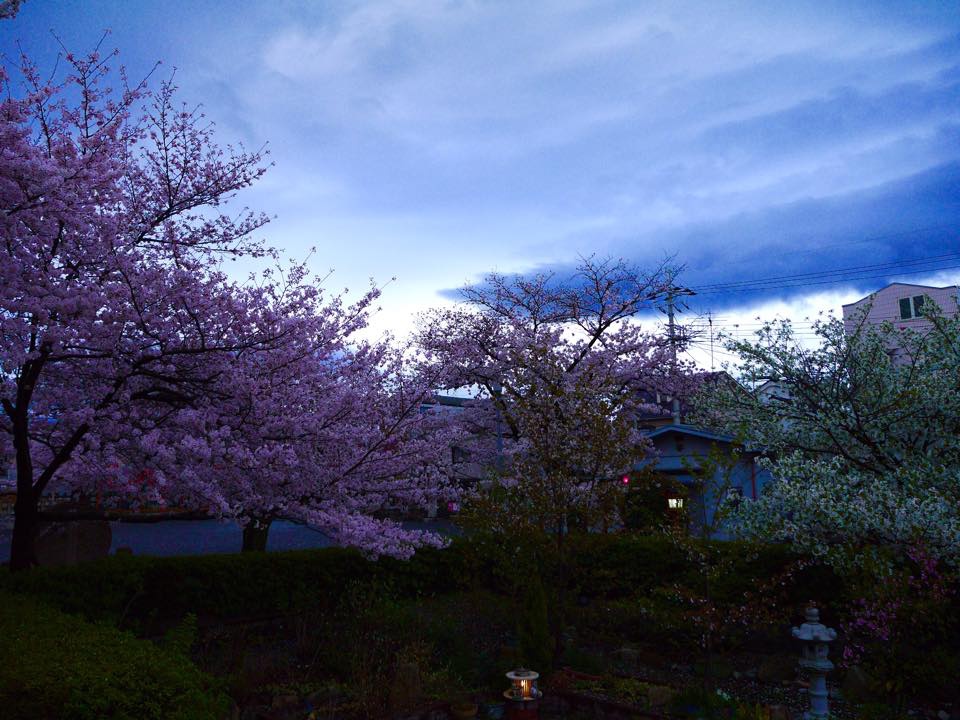 20150401爆開的六孫王神社 (27).jpg